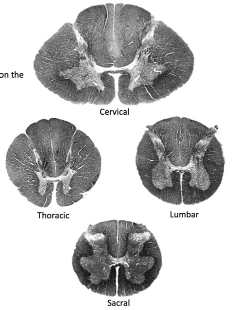 Spinal Cord Cross-Section Diagram | Quizlet