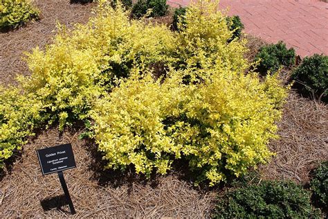 7 Texas Evergreen Shrubs Perfect for Your North Texas Landscape