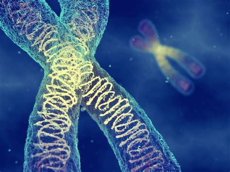 SMCHD1 protein found essential to X chromosome inactivation