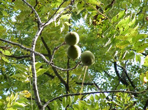 Facts About the Black Walnut Tree | Garden Guides