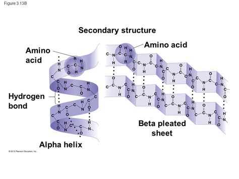 Alpha Helix Beta Sheet