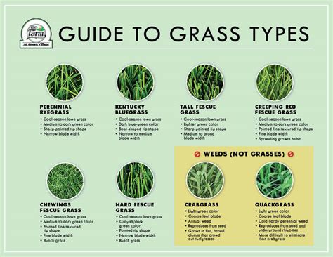 Guide to Identification of Grass Types - The Farm at Green Village