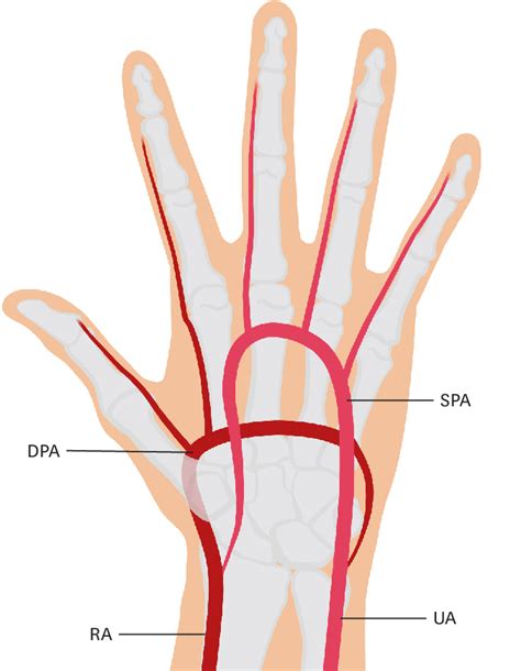 Ulnar Arteries