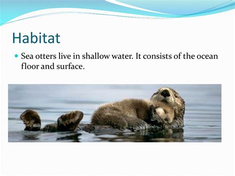 PPT - Sea otters PowerPoint Presentation, free download - ID:1972661