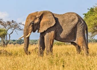 Animals in Serengeti: What wildlife can be seen on Safari in Serengeti ...