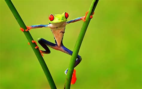 Funny Frog Wallpaper - WallpaperSafari