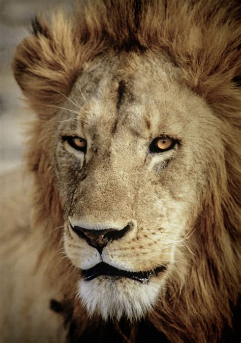 Close up profile of a male lion head in Africa - StockFreedom - Premium ...