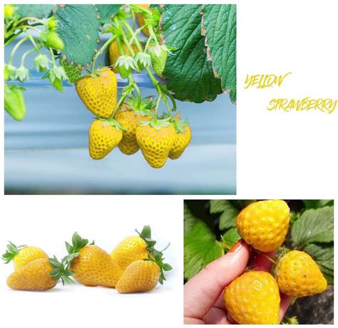 800+ Mix Strawberry Seeds for Planting - Heirloom Non-GMO Red Yellow ...