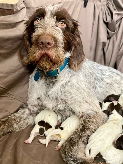 JD Wright GWP - German Wirehaired Pointer Puppies For Sale - Born on 12 ...