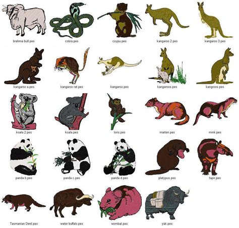 Australian Animals Names