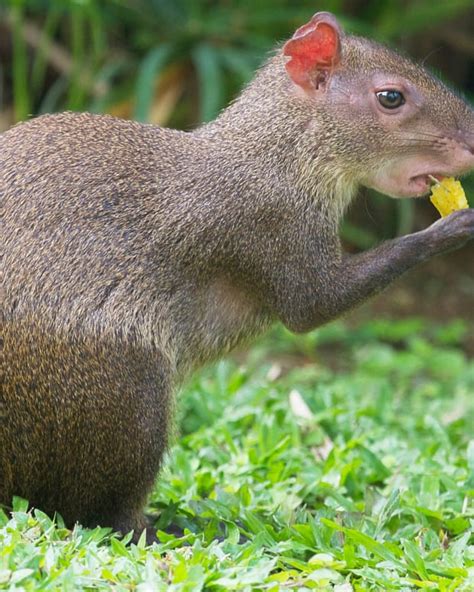 Capybaras: Giant Rodents of South America and Exotic Pets - PetHelpful ...