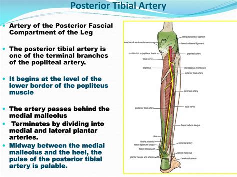 Posterior Tibialis Pulse