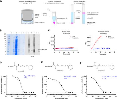 Development of in vitro assay and ketoamide inhibitors of human ...