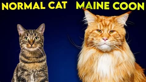 Maine Coon Size Chart by age and compared to other cat breeds