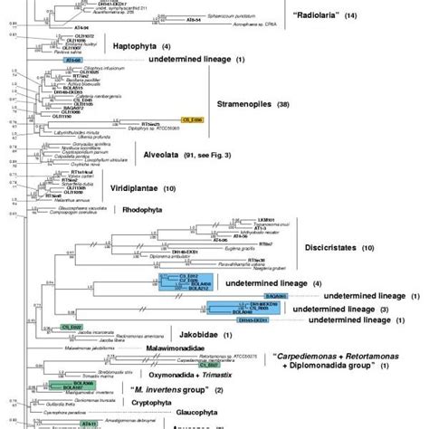 Bayesian phylogeny of opisthokonts based on the analysis of 80 complete ...