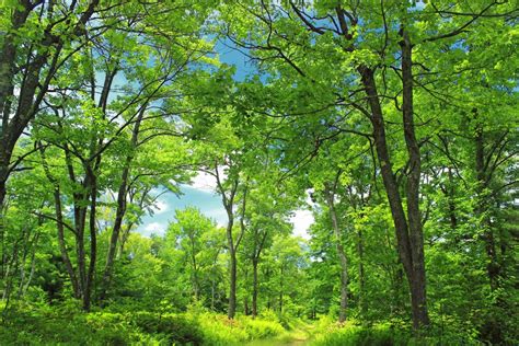 Free Images : tree, path, wilderness, branch, hiking, trail, meadow ...