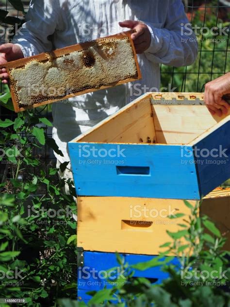 Master Bee Keeper Pulls Out A Frame With Honey From The Beehive In The ...