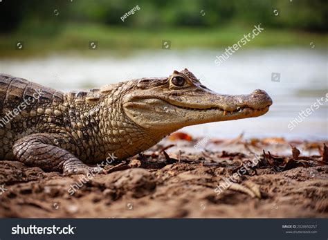 8,568 Caiman crocodiles Images, Stock Photos & Vectors | Shutterstock