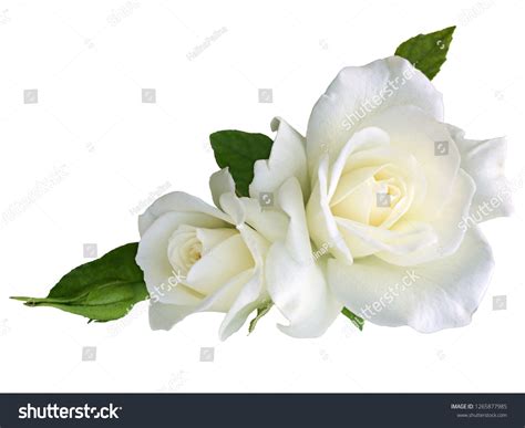 Beautiful Images Of White Roses