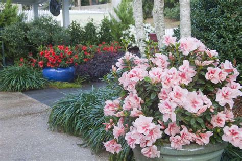 26 Cold-Hardy Encore Azalea Varieties (Zone 6) | Encore Azalea