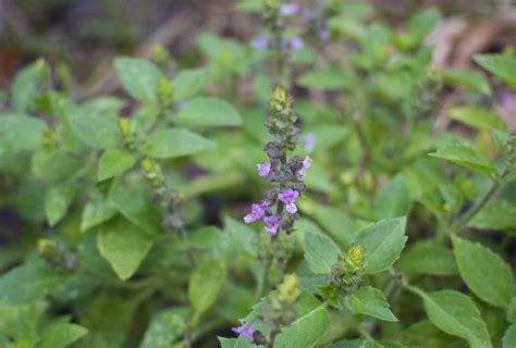 Holy Basil: Care and Growing Guide