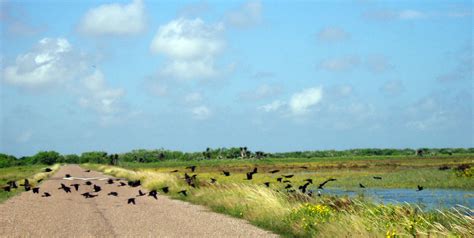 Birds-Laguna-Atascosa-home-header – November 30