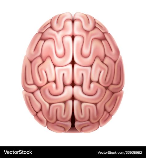 Human brain anatomy structure 3d icon Royalty Free Vector