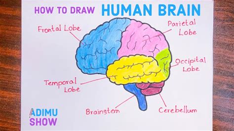 Human Brain Labeled Diagram Drawing How To Draw Human Brain Step By ...