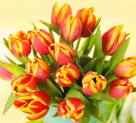 Bouquets, Tulips, Closeup, HD Wallpaper | Rare Gallery