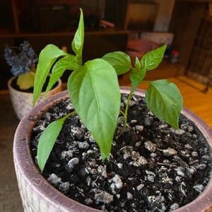 Tabasco Pepper Plant Care: Water, Light, Nutrients | Greg App 🌱