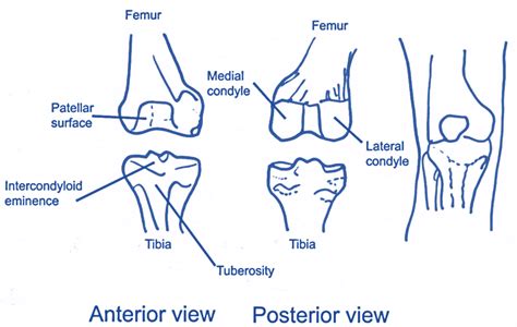 Hinge Joint Diagram Knee