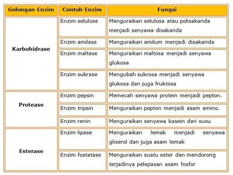 Contoh Soal Enzim dan Fungsinya - Anak Sekolah