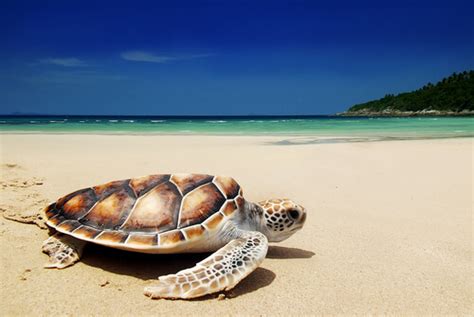 Green Sea Turtle - Facts and Beyond | Biology Dictionary