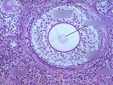 Ovary Primary Oocyte Diagram | Quizlet