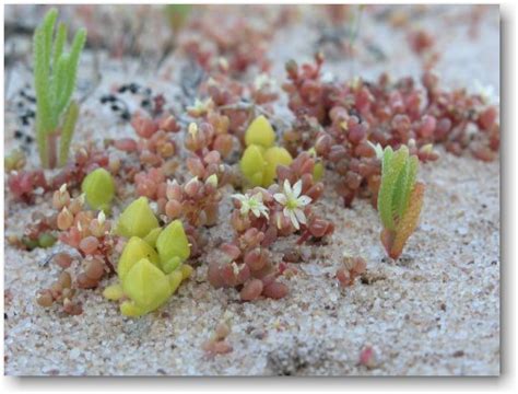 Australian Succulents - Home