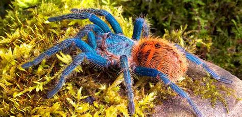 Green Bottle Blue Tarantula Molting – Best Pictures and Decription ...