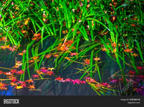 Autumn Leaves Japan. Image & Photo (Free Trial) | Bigstock