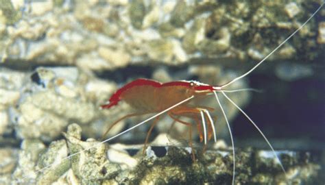 What Type of Habitat Do Shrimp Live In? | Sciencing