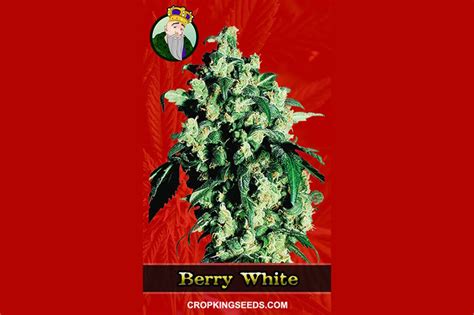 Berry White Strain