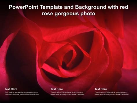 Powerpoint Template And Background With Red Rose Gorgeous Photo Ppt ...