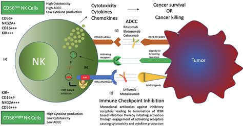 Nk : Natural Killer Cell Immunotypes Related To Covid 19 Disease ...