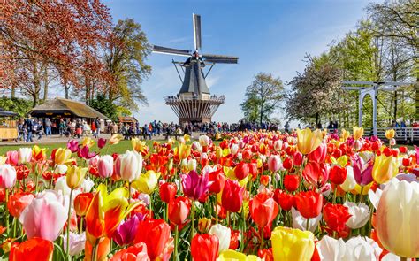 Keukenhof Tulip Gardens Photos | Fasci Garden