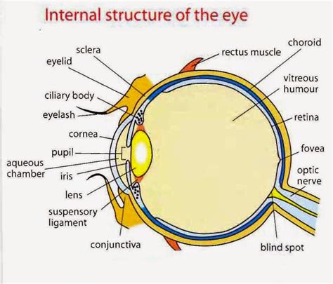 Eye Diagram Labeled Anatomy And Biology