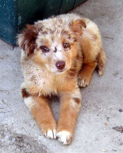 File:Australian Shepherd puppy redmerle.jpg - Wikimedia Commons