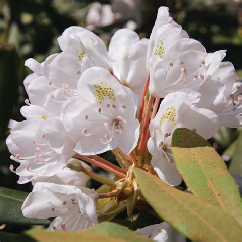 Dwarf Evergreen Flowering Shrubs