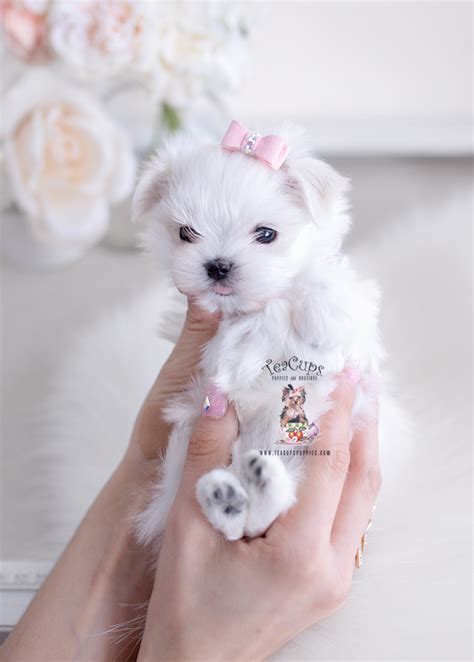 Teacup Maltese Breeders | Teacup Puppies & Boutique