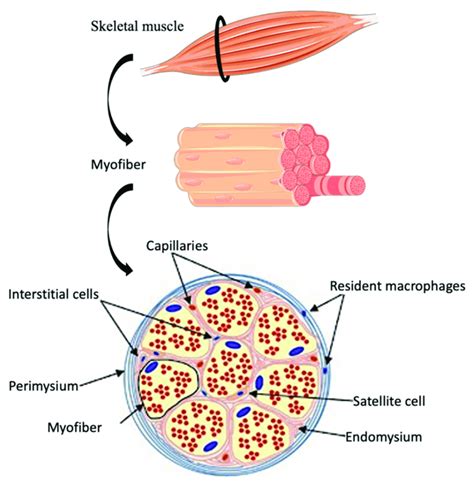 Skeletal Muscle Cell Structure – NBKomputer