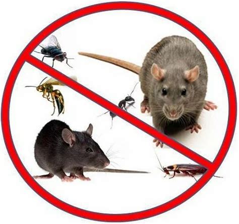 Hire Professional Rat Exterminator - audicaentertainment