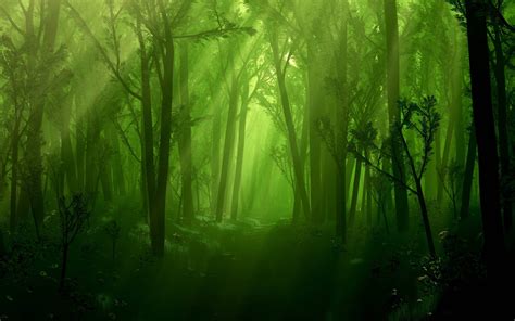 Dark Green Forest Wallpapers - Wallpaper Cave