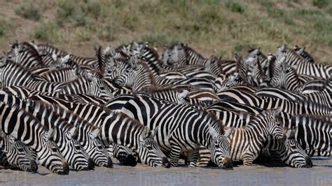 A herd of plains zebras (Equus quagga) drinking at Hidden Valley lake ...